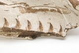 Fossil Mosasaur (Tethysaurus) Jaws In Limestone - Asfla, Morocco #215141-2